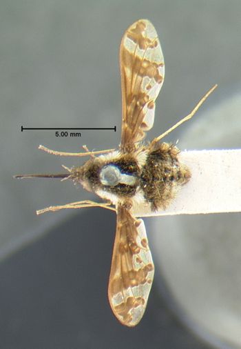 Media type: image;   Entomology 12687 Aspect: habitus dorsal view